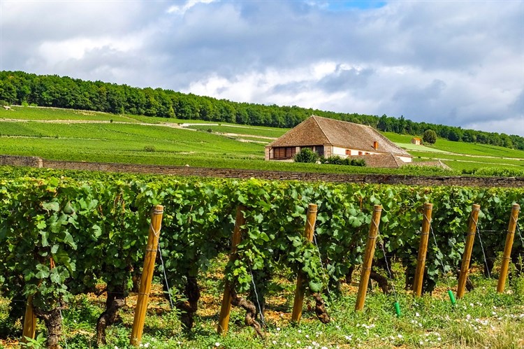 Vinice | Báječné Burgundsko