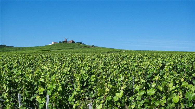 Verzenay | Champagne a Lotrinsko, zážitkové kraje Francie